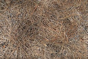 thin hay.jpg