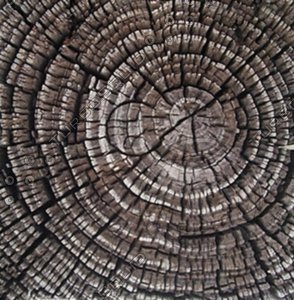 tree trunk rings.jpg