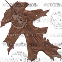 dryleaf.jpg