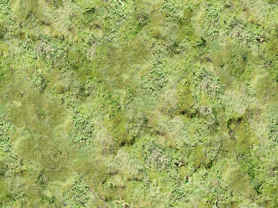  https://static.turbosquid.com/Preview/2014/08/01__11_29_17/JBooth-Seemless-GrassyMoss.jpgjpg3683192A-45C9-45D6-9A3600BE518D4949.jpg60D5ACAF-4B12-48E3-8A19D733B7CD740COriginal.jpg