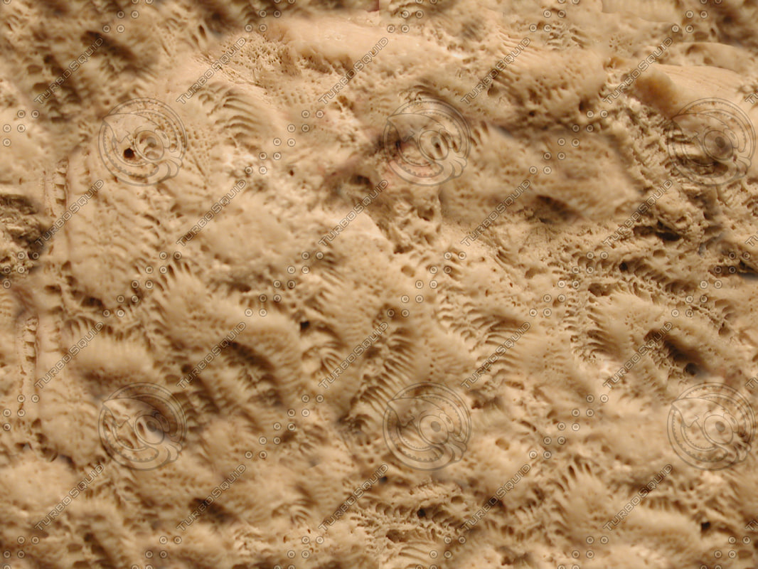  https://static.turbosquid.com/Preview/2014/08/01__11_29_17/JBooth-Seemless-coral.jpgjpgB5E692BE-443C-4004-ADDD5C25CD4E130C.jpgOriginal.jpg