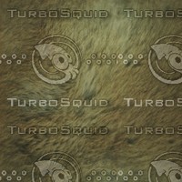 light fur.jpg
