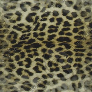 leopard skin.jpg