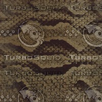snake skin.jpg