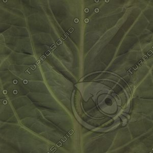 green leaf.jpg