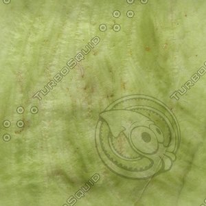 green plant.jpg
