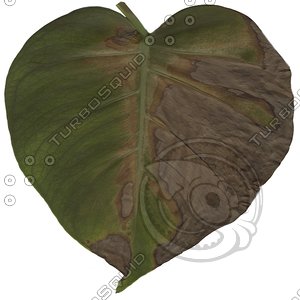 green leaf6.jpg