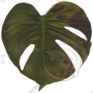 green leaf8.jpg