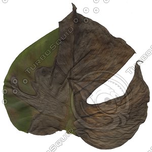rotten leaf.jpg