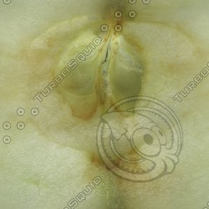 plant stem.jpg