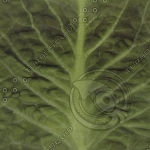 green leaf2.jpg