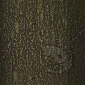 abstract trunk.jpg