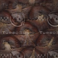 pinecone2.jpg