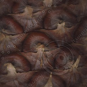 pinecone2.jpg