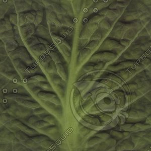 green leaf3.jpg