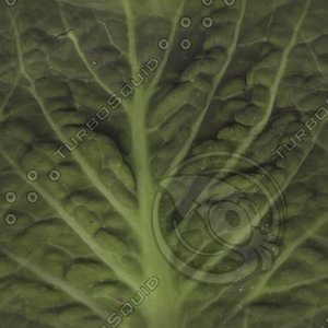 green leaf4.jpg