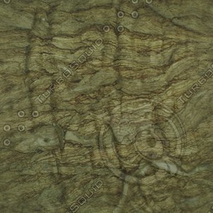 tree bark.jpg