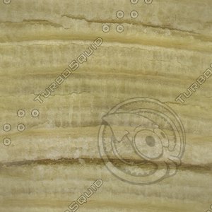plant stem inside.jpg