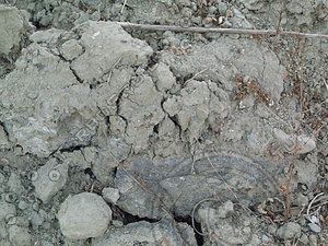 muddy rocks.jpg