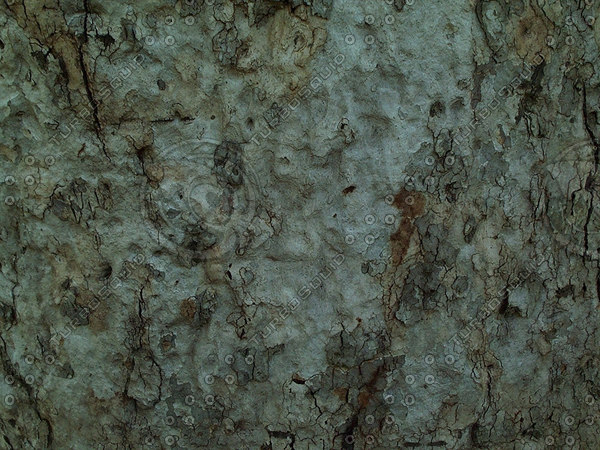 Texture JPEG bark bumpy plant