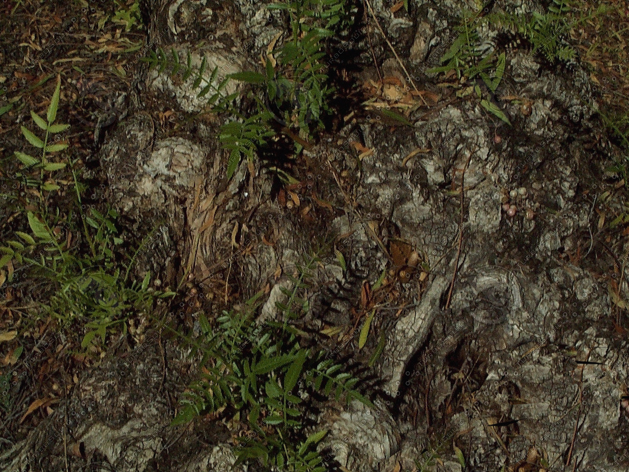 Forest grounded. Лесной грунт текстура. Текстура земли в лесу. Лесная почва текстура. Текстура грунта в лесу.