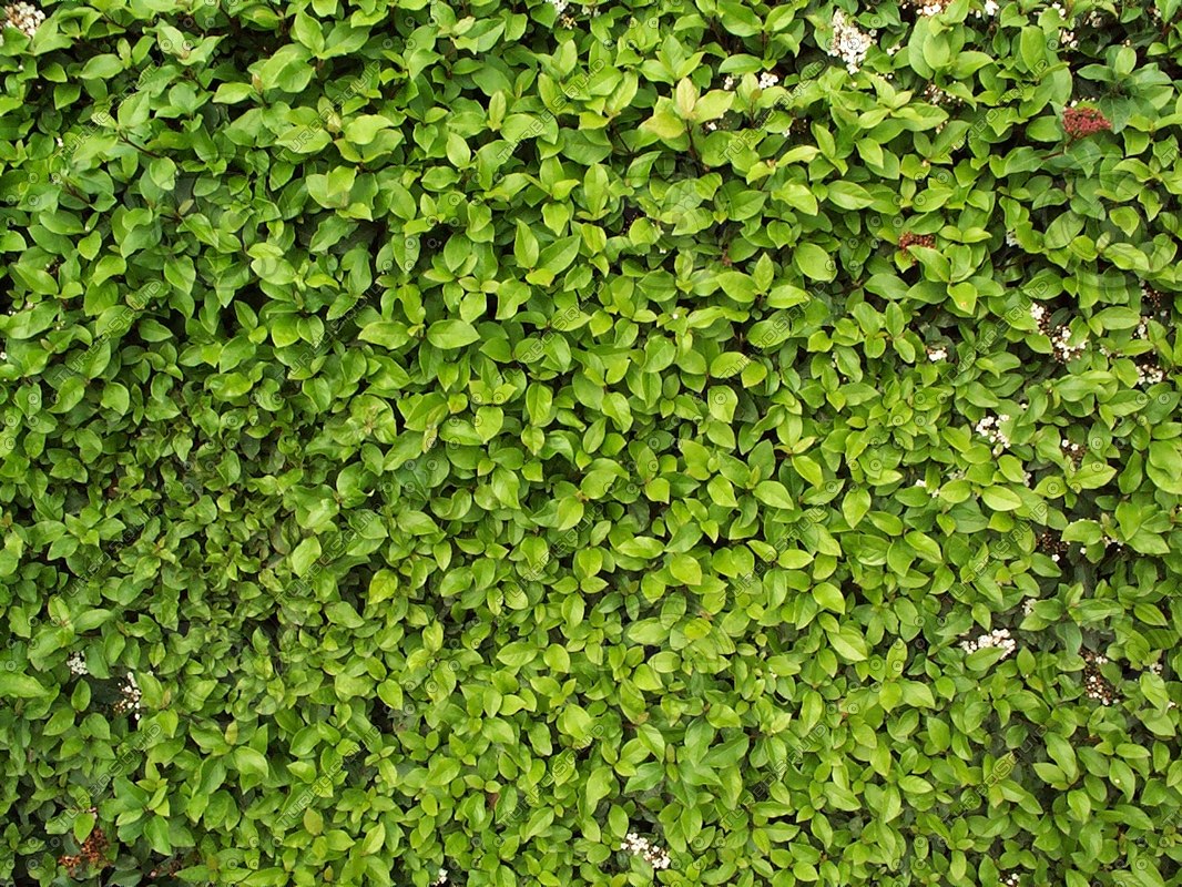 Texture Other wall ivy plant