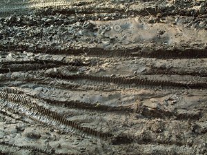 muddy tracks.jpg