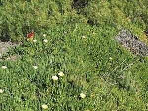 plant bulb flowering.jpg