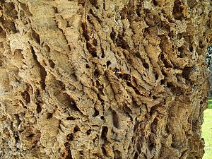 tree trunk detail.jpg