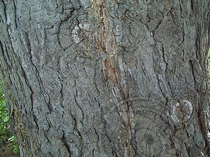 tree trunk detail.jpg