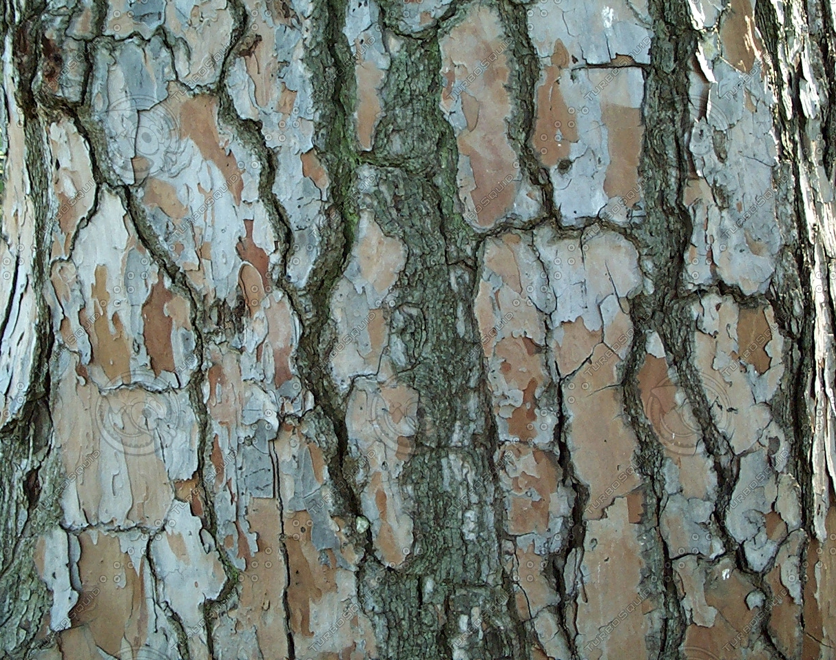 Texture JPEG wood pine tree