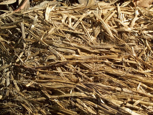 straw hay plant.jpg