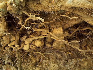 roots ground.jpg