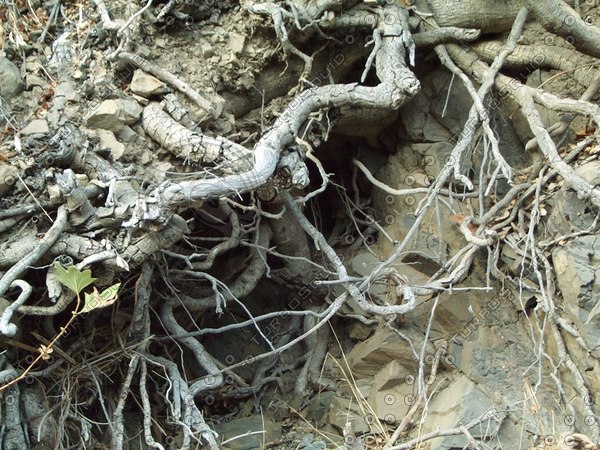 Texture JPEG dirty roots wood