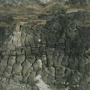 black tree bark.jpg