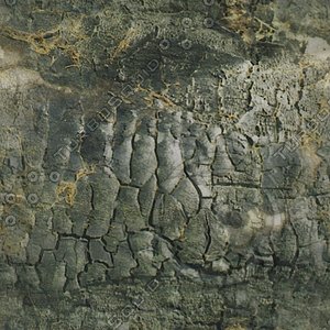 tree bark.jpg