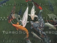 koi fish water.jpg