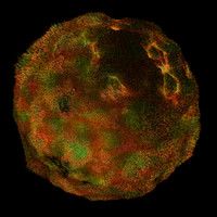 skin fur shader AA20121.TAR