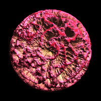 coral nature shader AA30025.tar