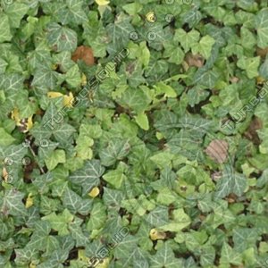 apie_free_leafygreen.jpg