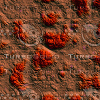 coral nature AA30007.jpg