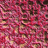 coral nature AA30025.jpg