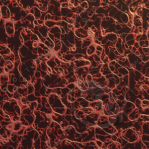 nature veiny AA34101.jpg
