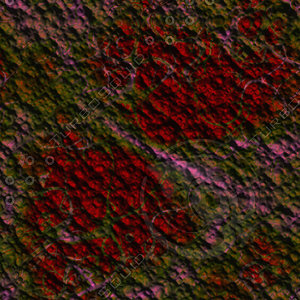 nature multicolored AA36539.jpg