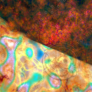 nature bulbous AA37617.jpg