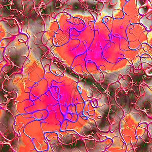 pink veiny AA42229.jpg