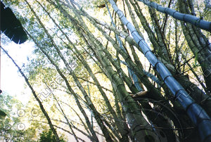 bamboo.jpg