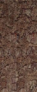 bark_spruce