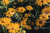 flora-72.jpg