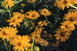 flora.jpg